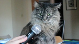 Create meme: Cat with microphone