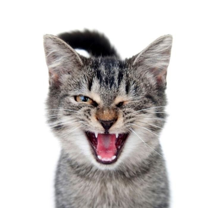 Create meme: tabby the cat, happy cat, cat 
