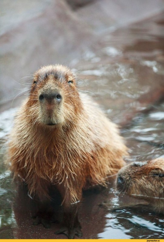 Create meme: capybara muzzle, capybara in the water, capybara capybara