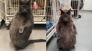 Создать мем: очень толстый кот, кошка, смешные котики