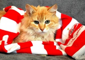 Create meme: cat red, cat Spartacus, the cat is a fan of Spartak