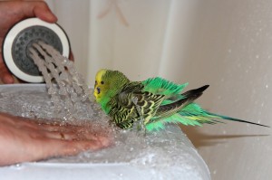 Create meme: budgie, wavy parrot