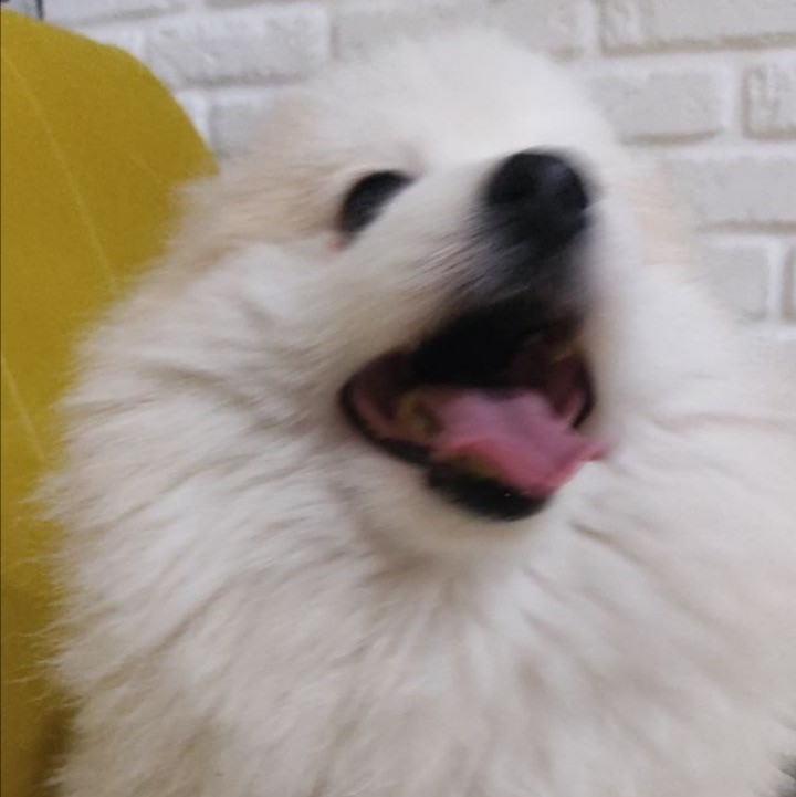 Create meme: the breed is Samoyed, samoyed husky dog, samoyed