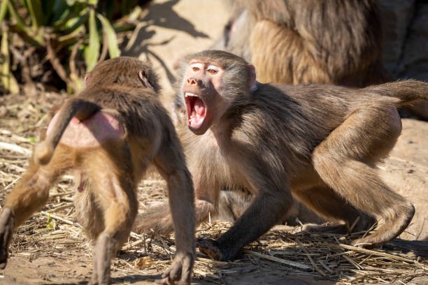 Create meme: monkey baboon baboon, monkeys', Baboon hamadryad baboon