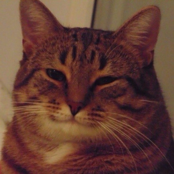 Create meme: happy cat meme, smiling cat meme, the cat with a squint