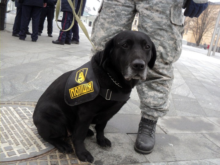 Create meme: black Labrador, Labrador , police dog