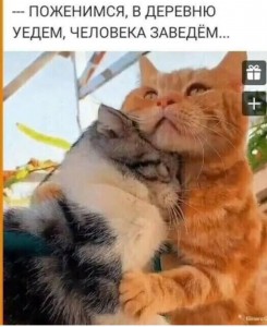 Создать мем: домашние питомцы, cat, кошки