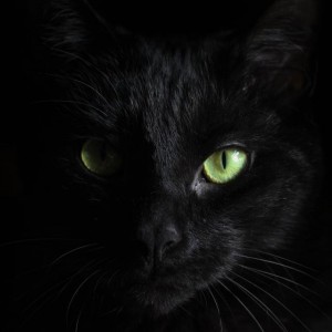 Create meme: black cat, cat muzzle, black cat face