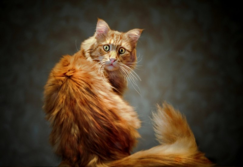 Create meme: The red-haired Maine Coon cat, red cat , Maine coon redheads