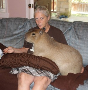 Create meme: large hamster capybara, the capybara