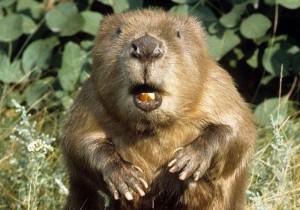 Create meme: beaver, beaver funny