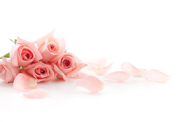 Create meme: flowers , beautiful pink roses, pink roses flowers