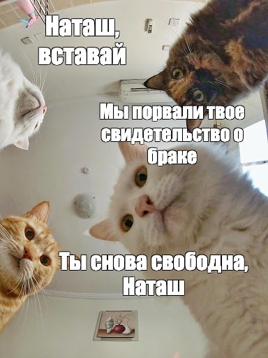 Твои рваные. Наташа вставай коты. Мемы про кошек и Наташу. Коты Наташа вставай для обложки ВК.