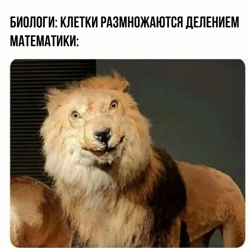 Create meme: stuffed lion, stuffed cape lion, lion meme with eyes