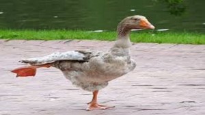 Create meme: Yandex pictures, geese, wild duck
