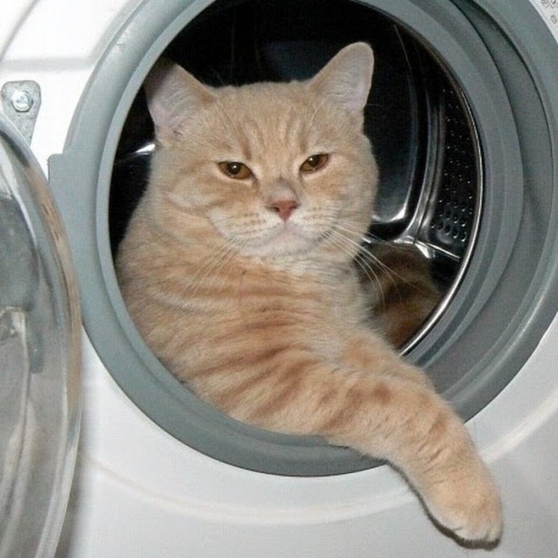 Создать мем: кот, россия 24 кот в стиральной машине, кот в стиральной машине