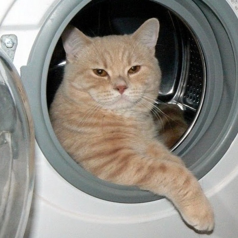 Create meme: cat , the cat in the dryer