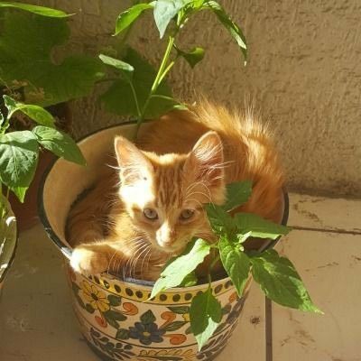 Create meme: red cat , funny animals , the cat sleeps in a pot