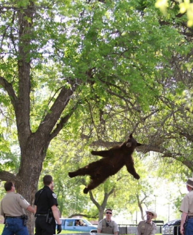 Создать мем: медведь летун, летающий медведь, falling bear