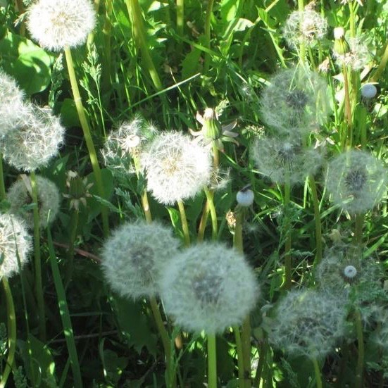 Create meme: dandelion grass, dandelion field medicinal, dandelion plant