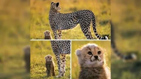 Create meme: african cheetah, Cheetah cub, cheetah is small