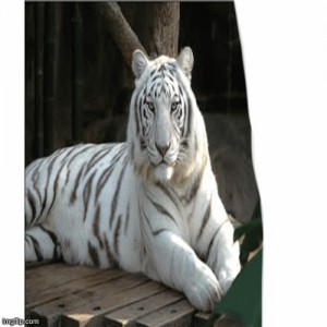 Create meme: Bengal tiger, white tiger, white Bengal tiger