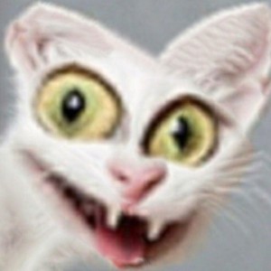Create meme: cats, funny cats, cats