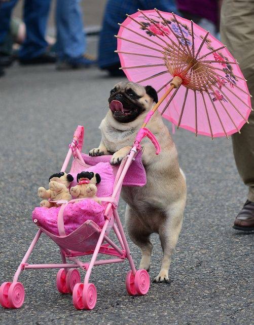 Create meme: pug , a pug in a stroller, Loshi pug