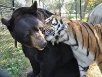 Create meme: Baloo the bear, Leo the lion and Shere Khan the tiger, bear and tiger , tiger lion