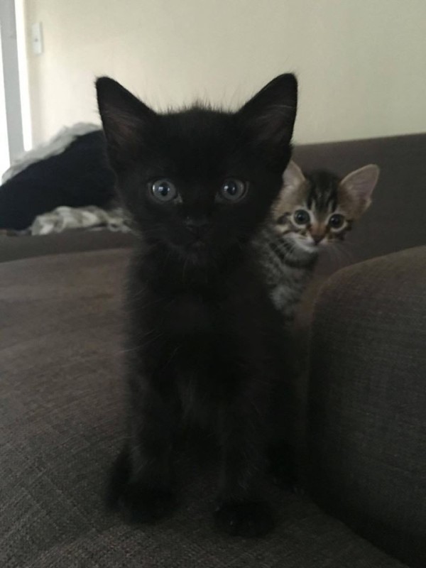 Create meme: the cat is black, cat , cat 