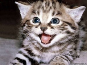 Создать мем: котята, счастливый котенок, smiling cat