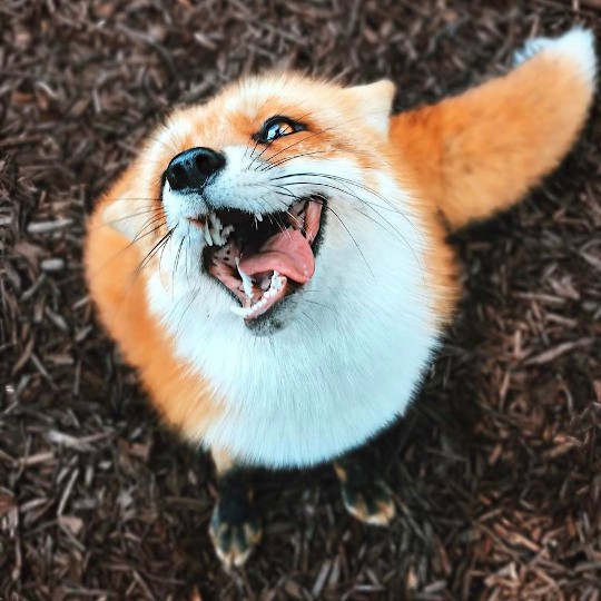 Create meme: the fox is cunning, funny Fox, happy Fox