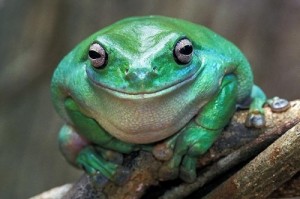 Создать мем: довольная жаба, жаба, лягушка улыбается