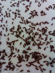 Create meme: Clostridium perfringens, ants, small midges