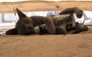 Create meme: drunk cat, fun with cats and cats, cat
