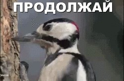 Create meme: the woodpecker knocks on the shell gifs, woodpeckers hammer GIF, woodpecker