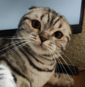 Create meme: cat Scottish fold, lop-eared, Scottish fold