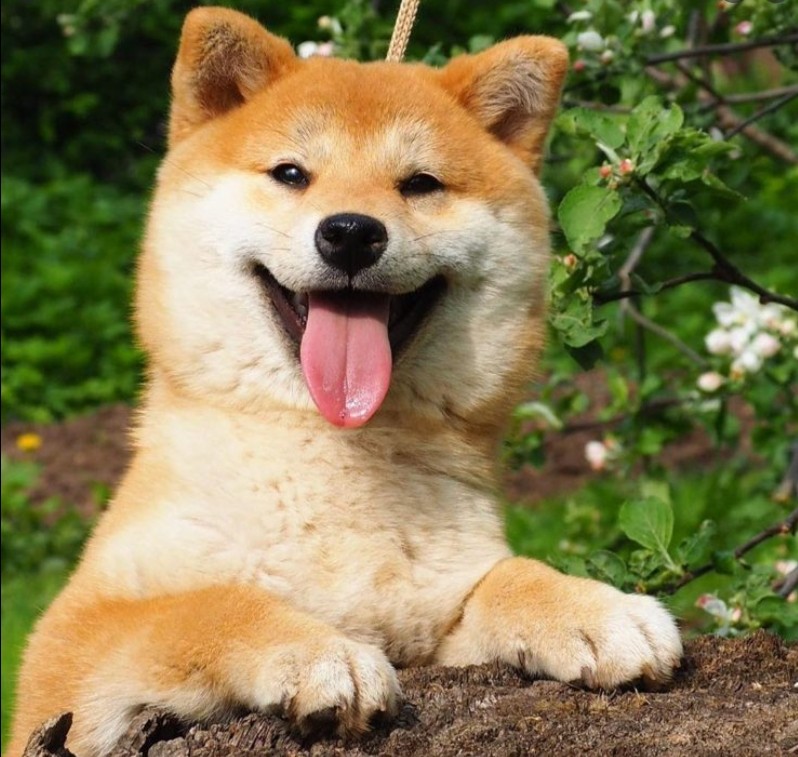 Create meme "dog Akita inu , breed of dogs Akita inu , dog Akita