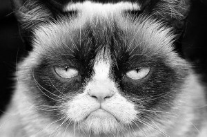 Создать мем: кошка grumpy cat, сердитая кошка grumpy cat, угрюмый кот