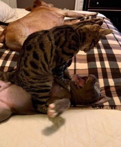 Create meme: Cat, Bengal cat, Bengal cat