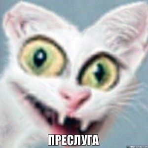 Create meme: cats, funny cats, cat