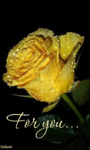 Create meme: flowers, rosé, yellow roses fristail