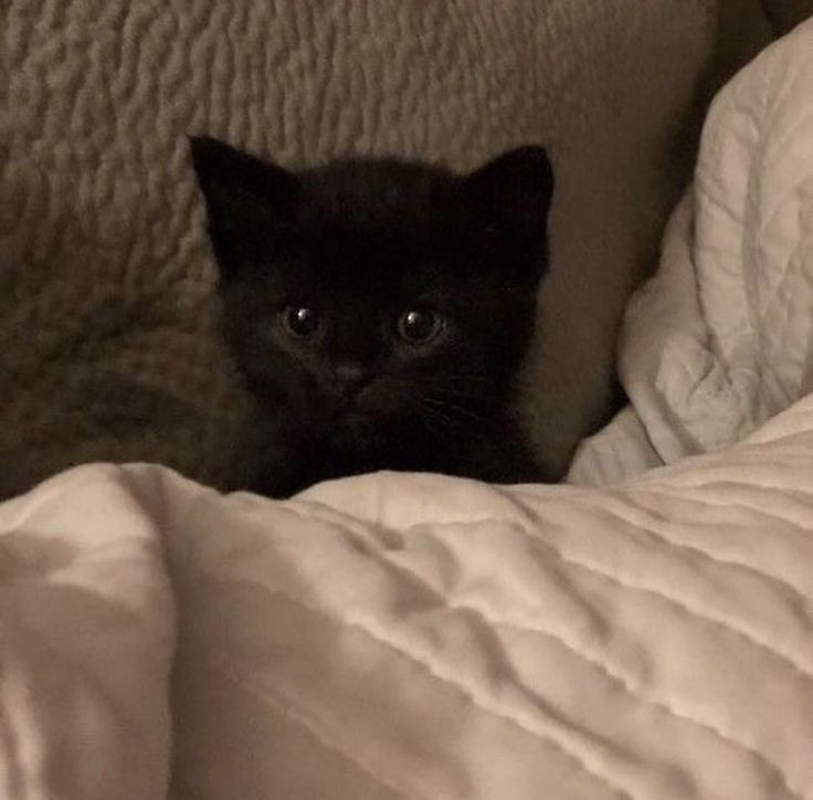 Create meme: black cat, the cat is black, cute black cats