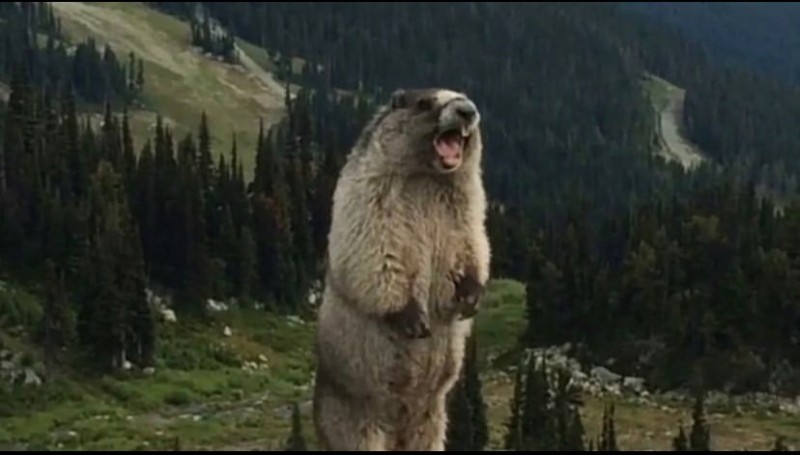 Create meme: flash video, a gopher screams in the mountains, the screaming beaver