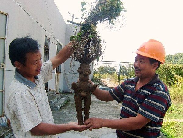 Create meme: home plant, plant , the root man