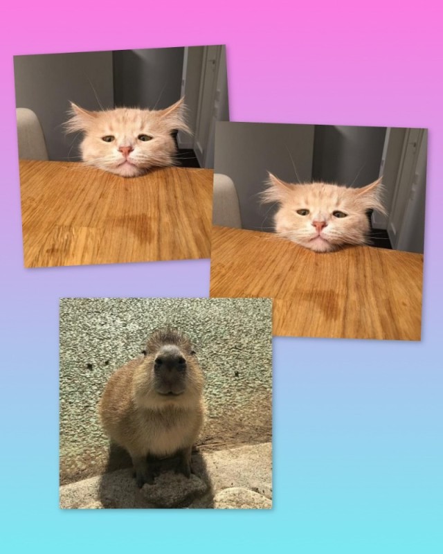 Create meme: capybara honey, cat , a pet capybara