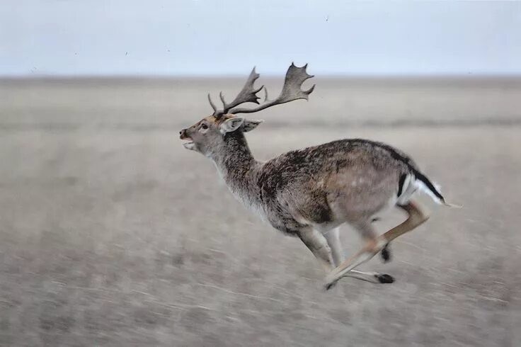 Create meme: deer, fallow deer, running deer