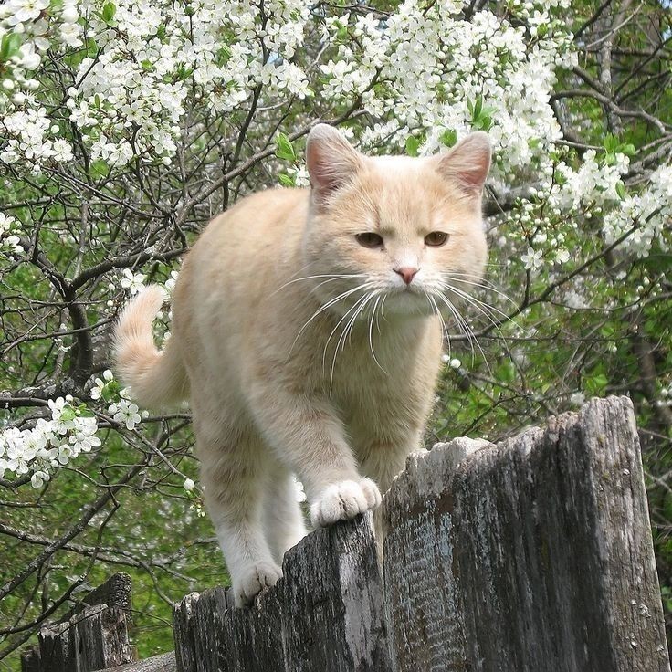 Create meme: cats in the spring, a cat in nature, cat spring