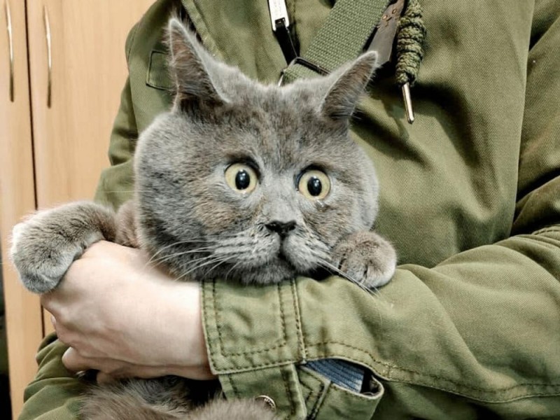 Create meme: Rostov cat fedya, fedya the cat, cat 