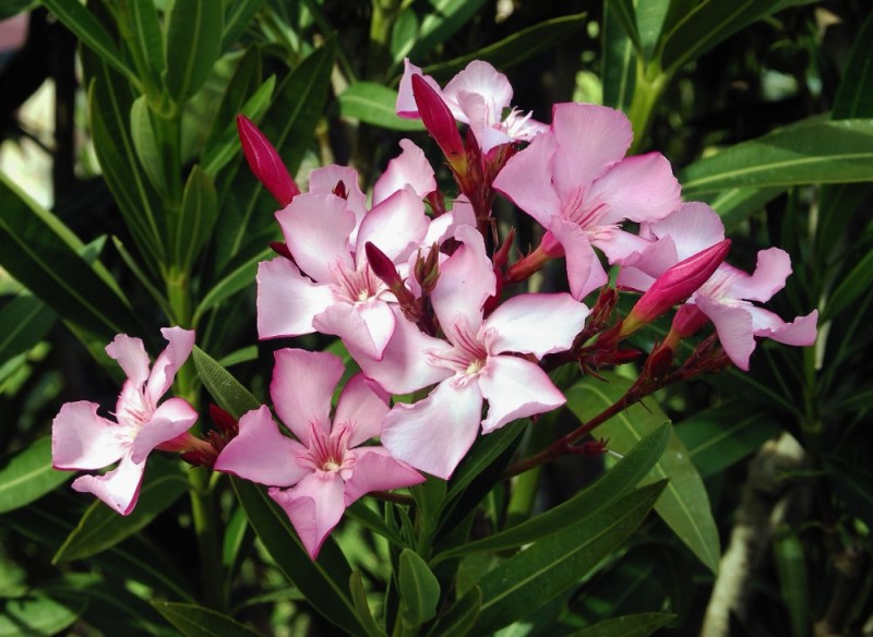 Create meme: the oleander plant, oleander flower, pink oleander